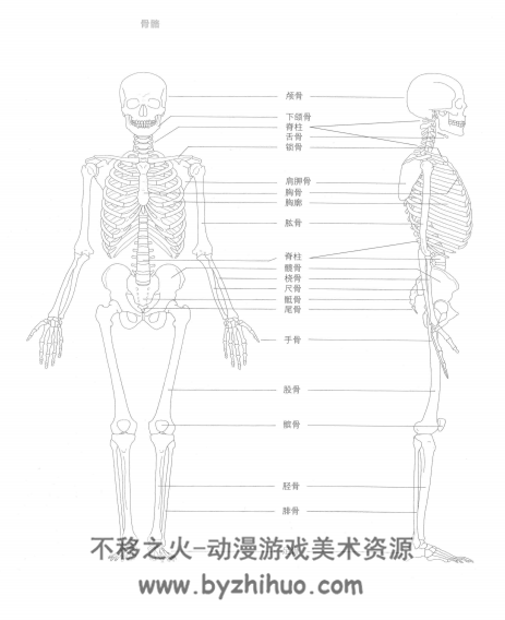 解剖学 艺用人体美术素材 PDF格式 百度网盘下载