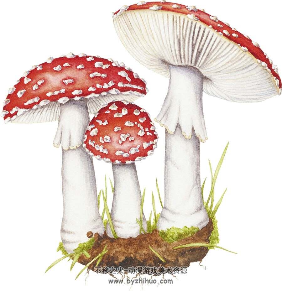 Fungi 真菌物种 艺用素菜参考 百度网盘下载