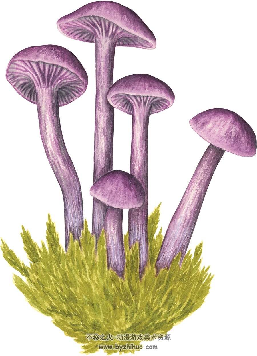Fungi 真菌物种 艺用素菜参考 百度网盘下载