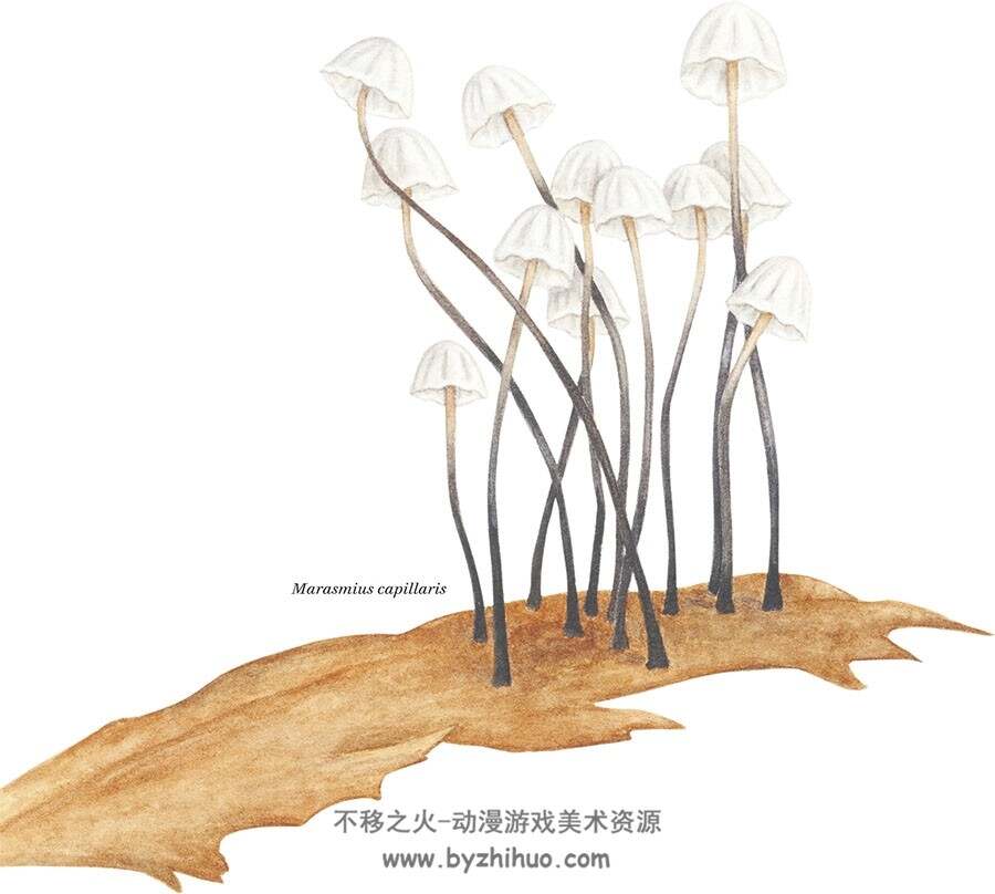 Fungi 真菌物种 艺用素菜参考 百度网盘下载
