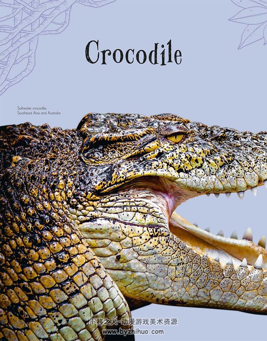An Anthology of Intriguing Animals 动物图鉴类画集 百度网盘下载