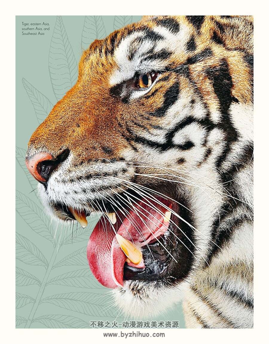 An Anthology of Intriguing Animals 动物图鉴类画集 百度网盘下载