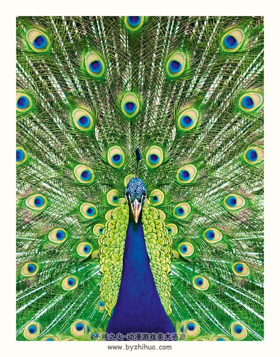 An Anthology of Intriguing Animals 动物图鉴类画集 百度网盘下载