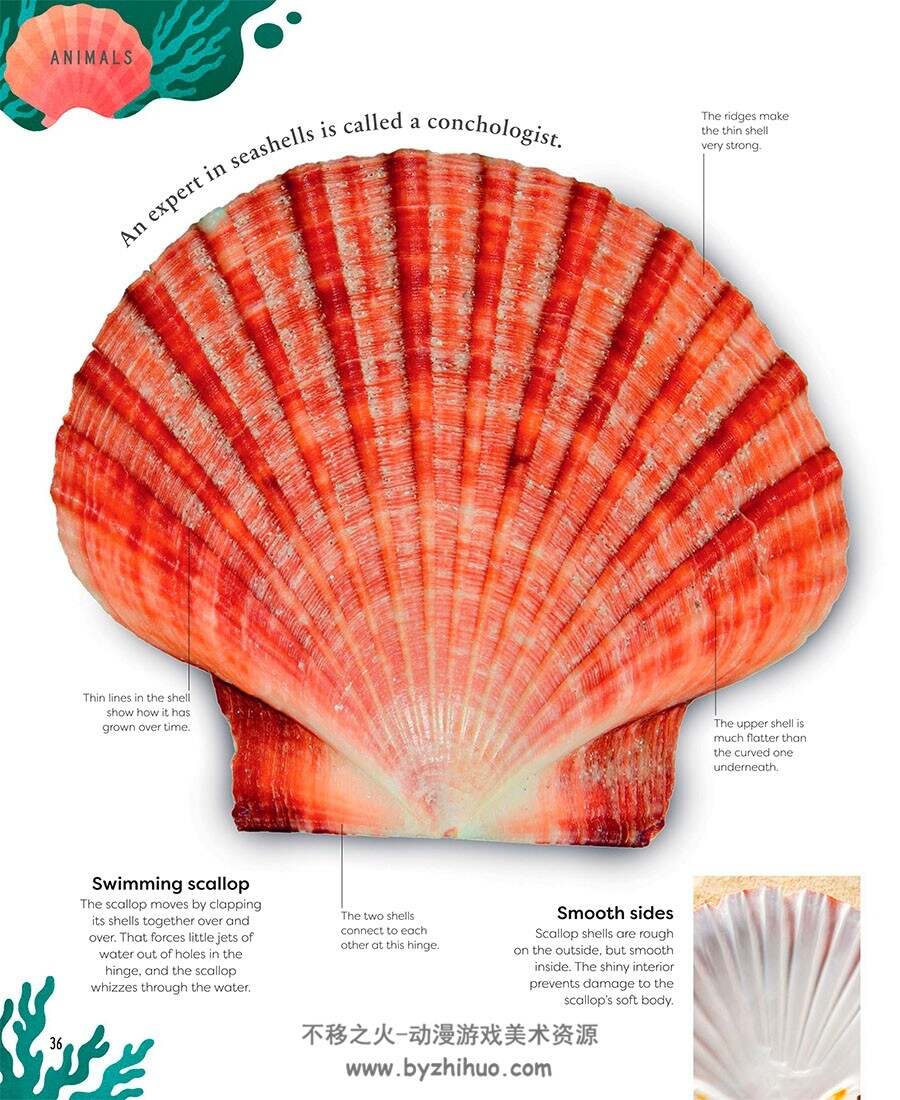 Nature’s Treasures 自然百科书参考素材 百度网盘下载