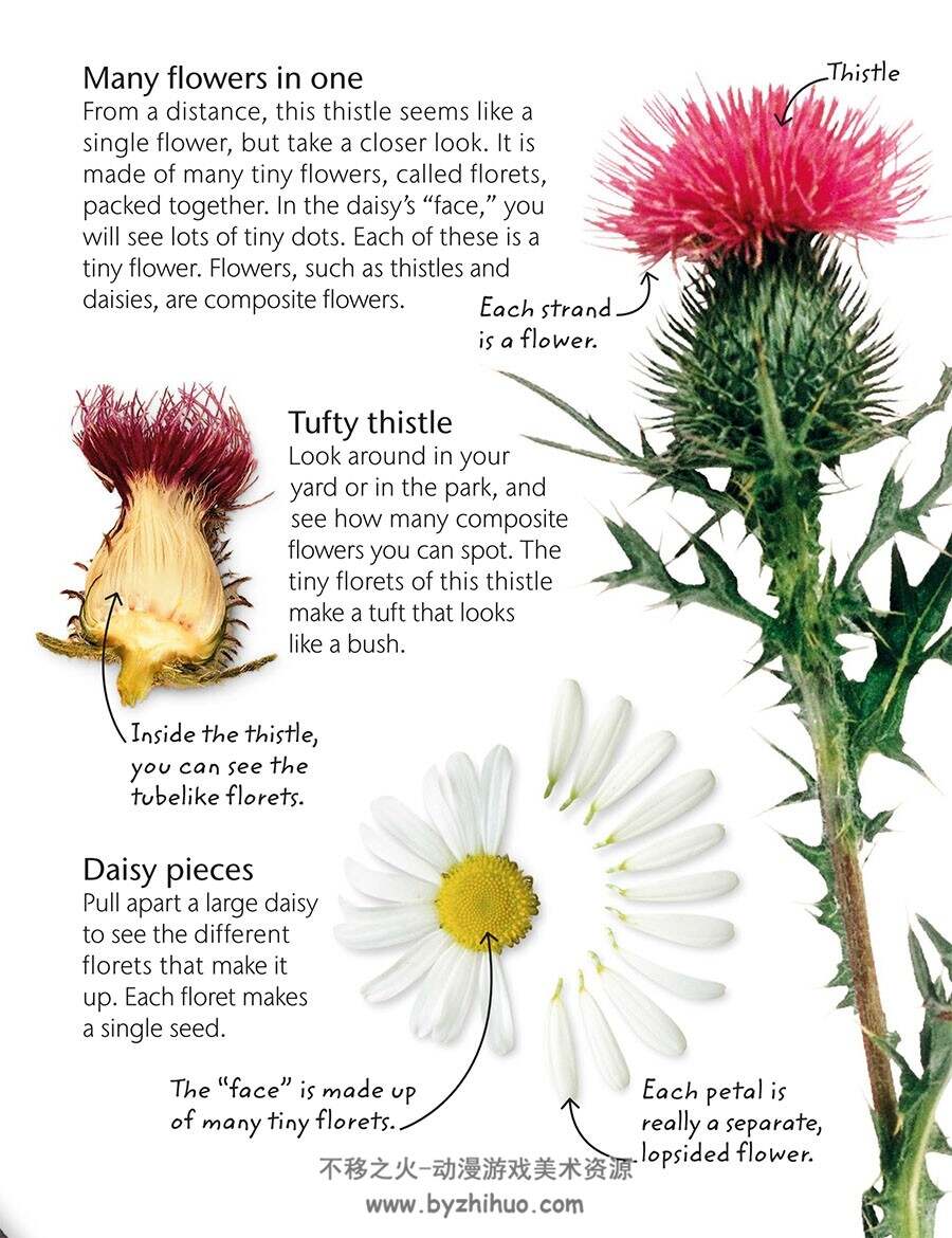 Flowers: Explore Nature with Fun Facts and Activities自然科普参考 百度云下载