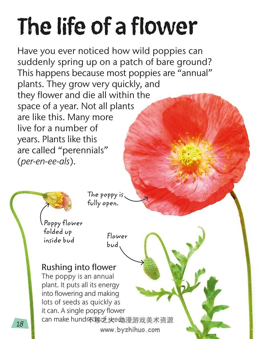 Flowers: Explore Nature with Fun Facts and Activities自然科普参考 百度云下载