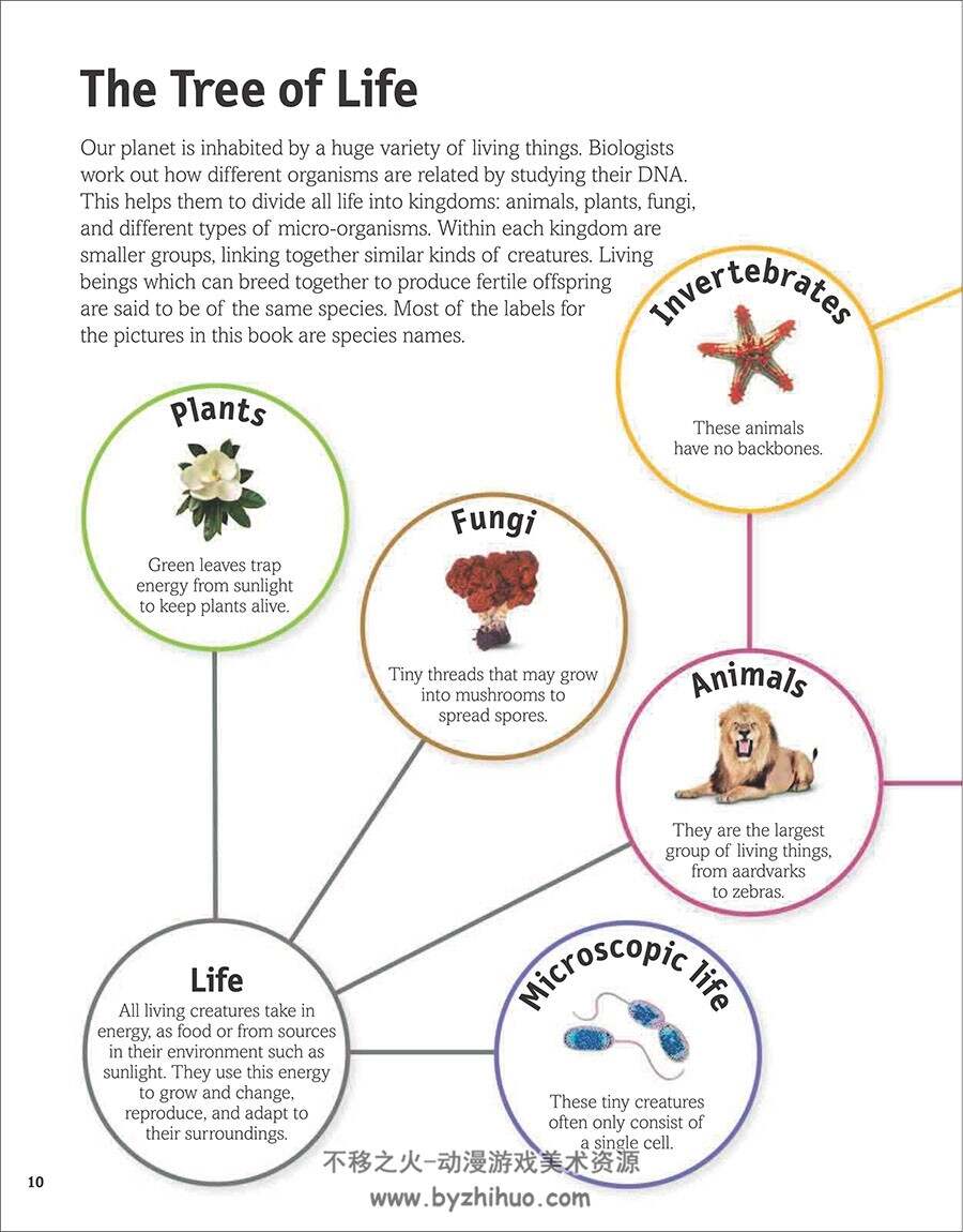 The Animal Book A Visual Encyclopedia of Life on Earth 生命百科参考 百度网盘下载