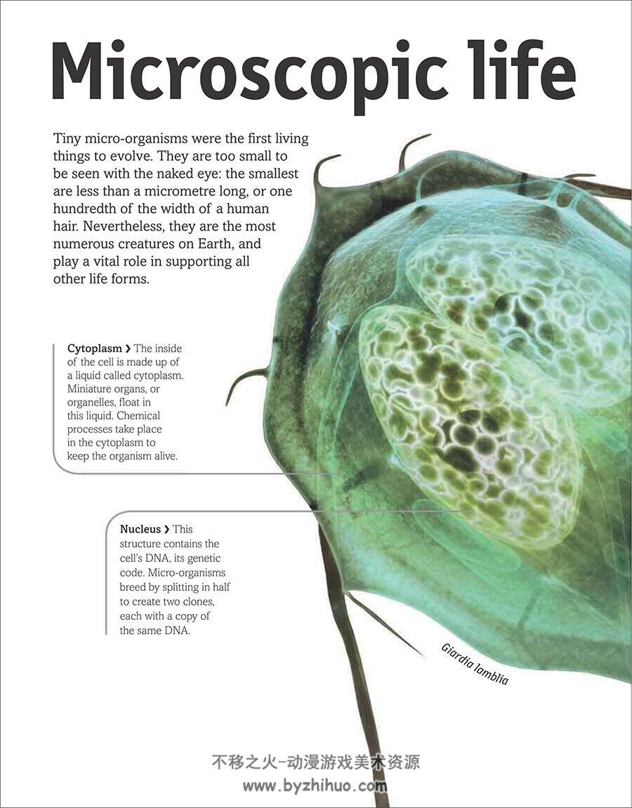 The Animal Book A Visual Encyclopedia of Life on Earth 生命百科参考 百度网盘下载