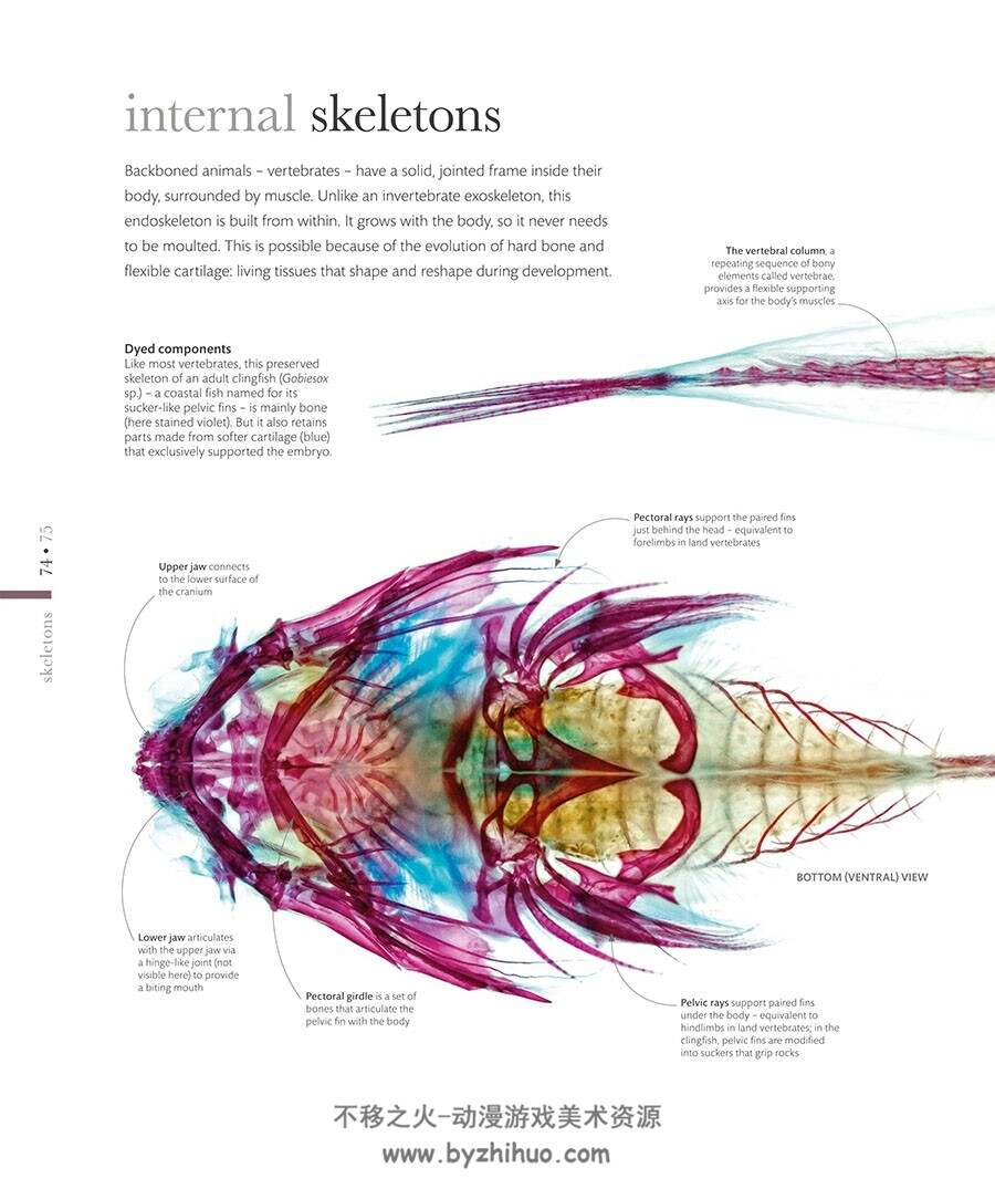 The Science of Animals: Inside Their Secret World动物百科视觉参考 百度网盘下载