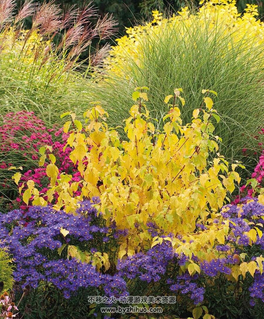 RHS Encyclopedia of Plants and Flowers 植物图鉴参考 百度网盘下载