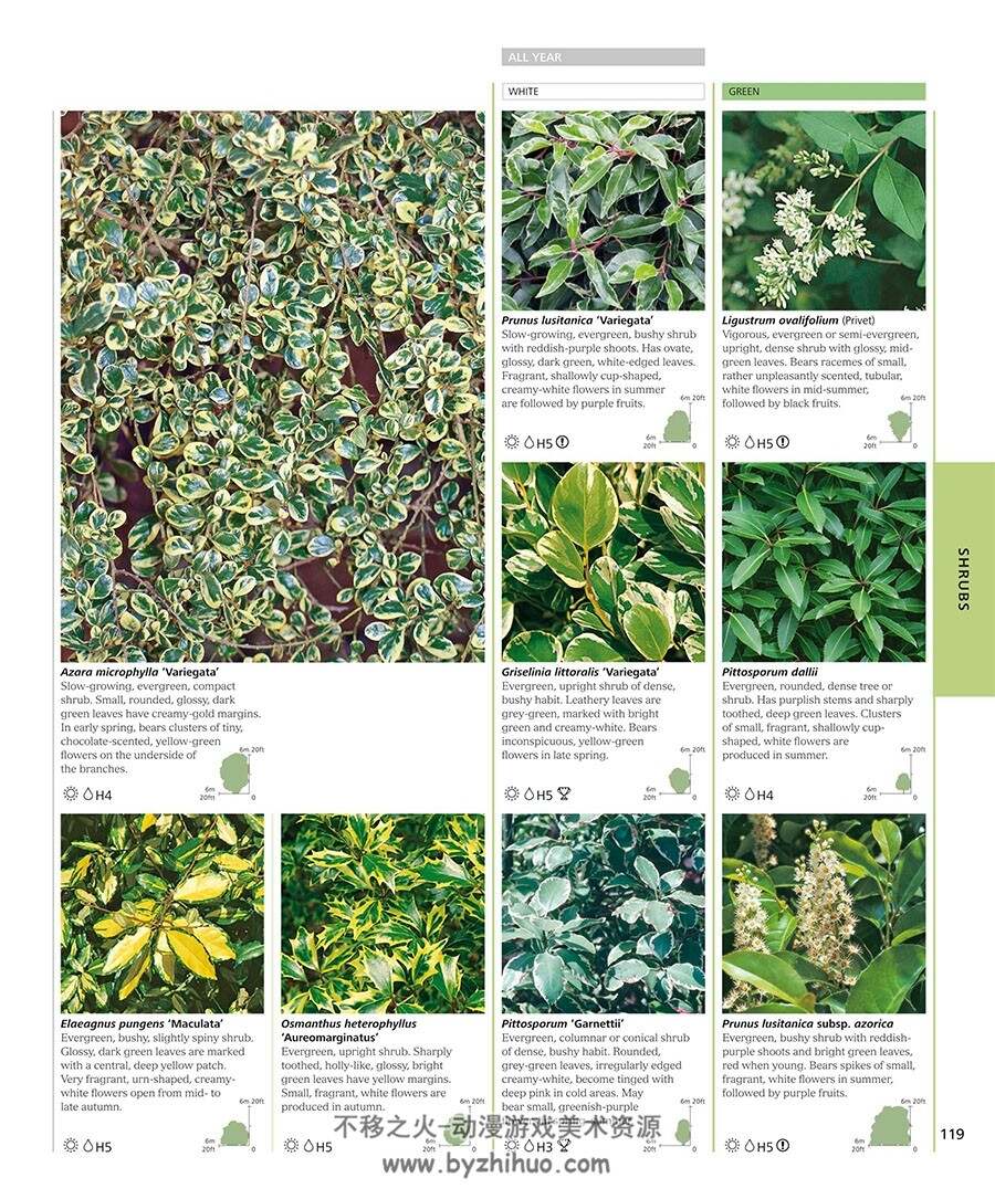 RHS Encyclopedia of Plants and Flowers 植物图鉴参考 百度网盘下载