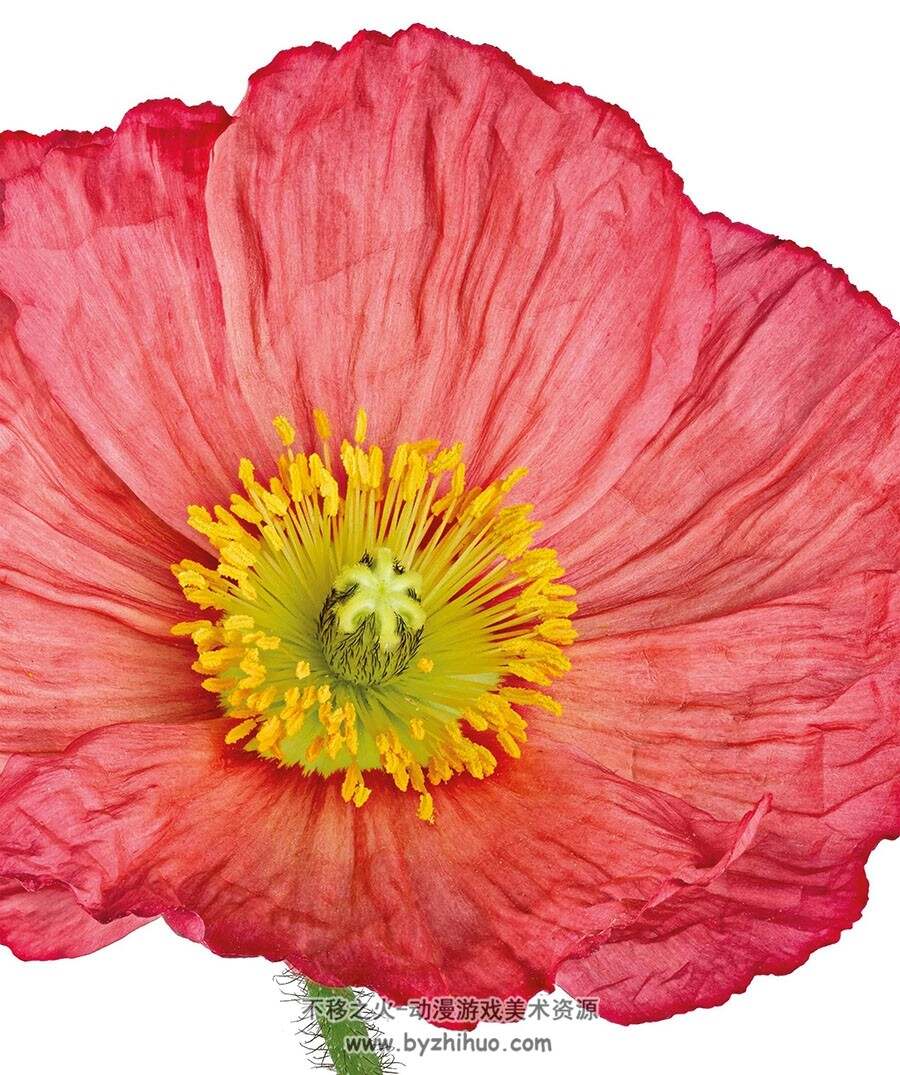 The Flower Book: Let the Beauty of Each Bloom Speak for Itself 花卉画集 百度云下载
