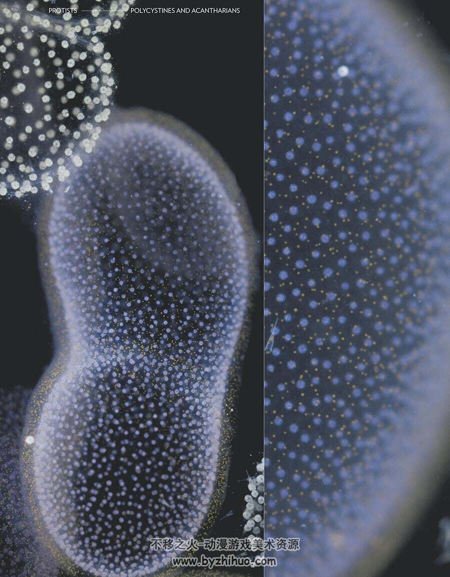 Plankton: Wonders of the Drifting World海洋微生物图鉴 百度网盘下载