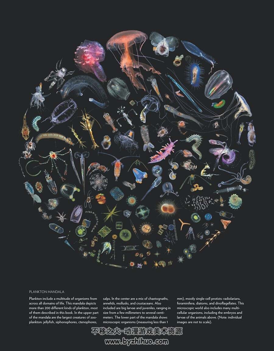 Plankton: Wonders of the Drifting World海洋微生物图鉴 百度网盘下载