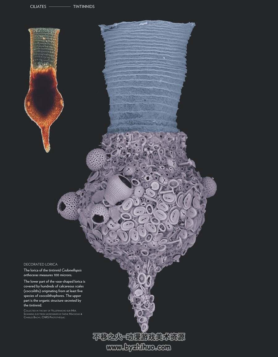 Plankton: Wonders of the Drifting World海洋微生物图鉴 百度网盘下载