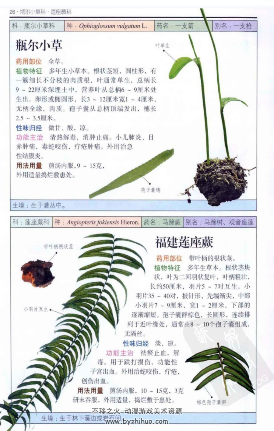 南方药用植物 近600种中国南方药用植物的彩色图鉴 PDF下载