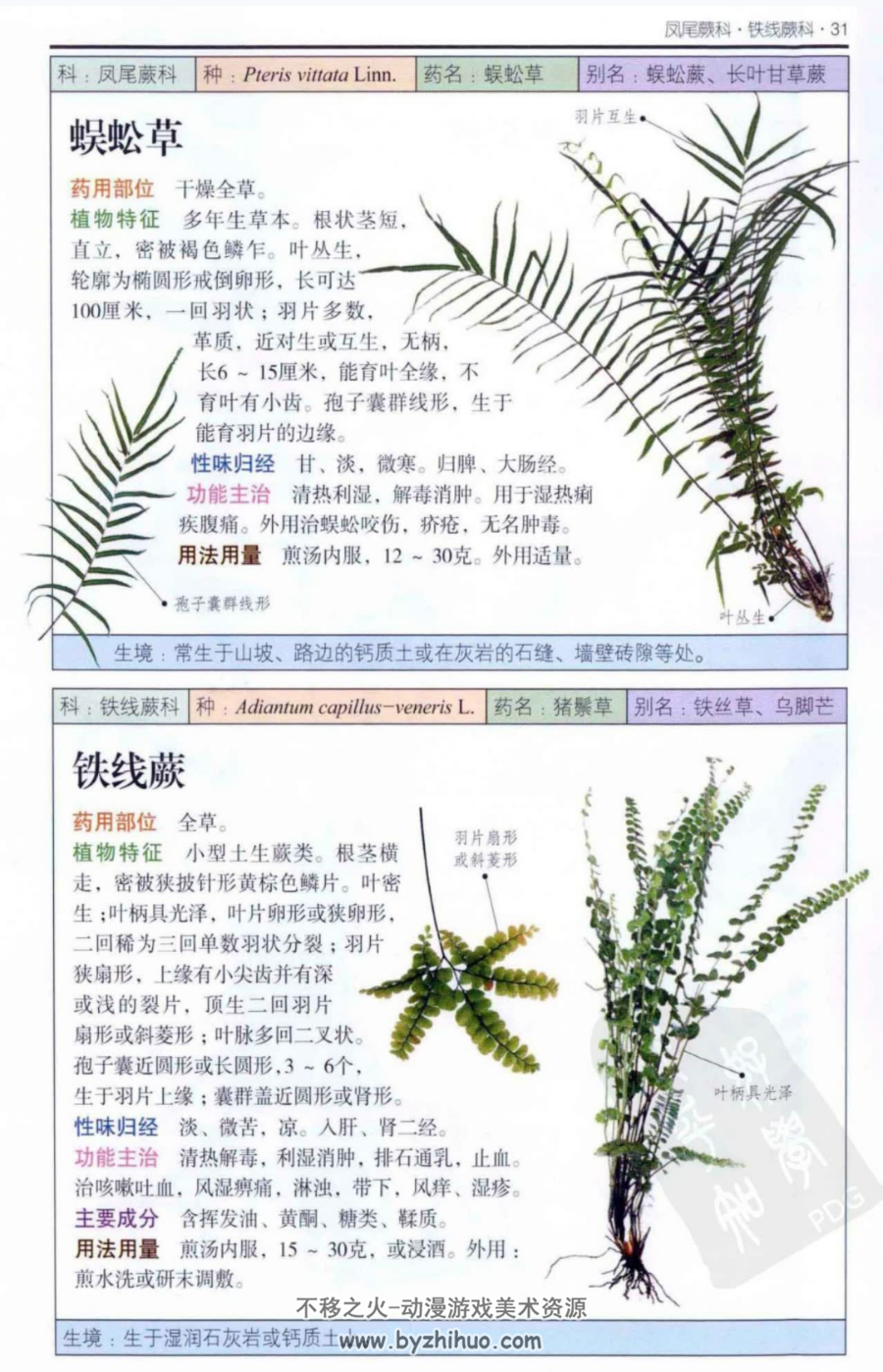 南方药用植物 近600种中国南方药用植物的彩色图鉴 PDF下载