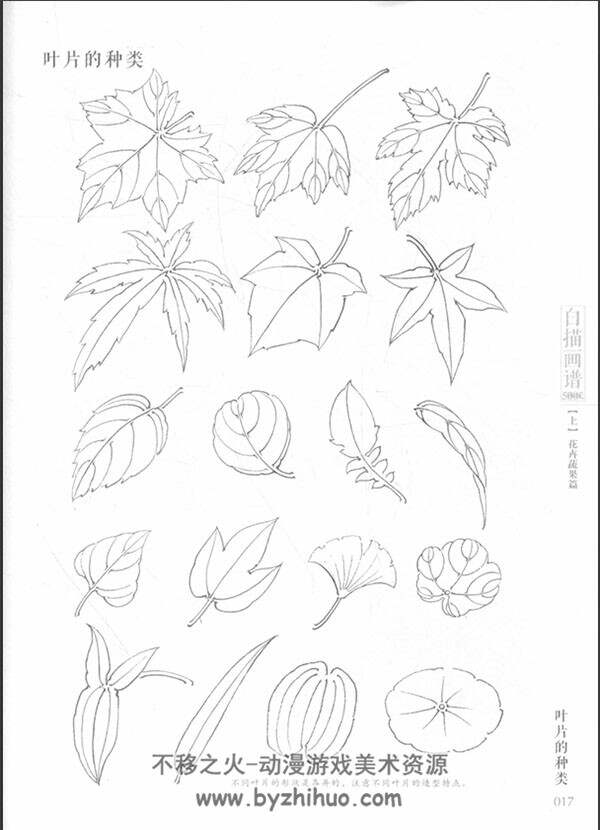 白描画谱 花卉蔬果 艺用美术素材 百度网盘下载