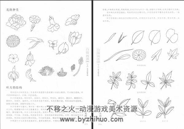 白描画谱 花卉蔬果 艺用美术素材 百度网盘下载