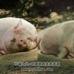 幸福的豬豬，速途搞笑