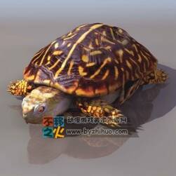 TURTLE 乌龟 3D模型
