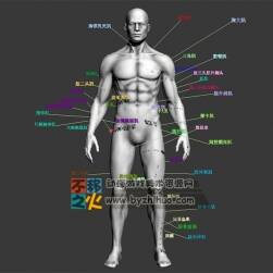 人体模型特 男 肌肉展示 模型