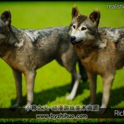 Animals Wolf 4.10-4.16
