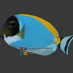一条热带鱼 3DS模型 三边面
