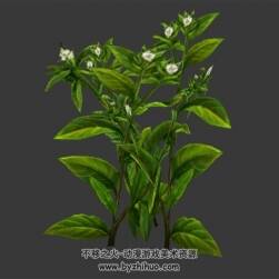 蒼術(shù) max格式 3D模型下載 四角面