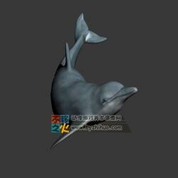 Dolphin 海豚 Max高精模型