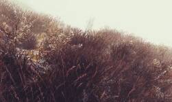 RUSTIC Grass 1.25 花草貼圖