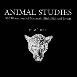 animal studies 手绘素描动物 写实风绘画作品集 百度网盘下载