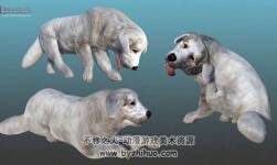 Dog - Tatra Sheepdog 3.1