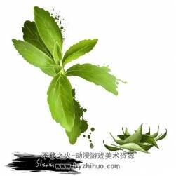 手绘花卉草本植物PNG+PSD免扣设计素材