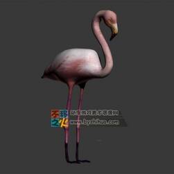 Flamingo  火烈鸟 3DMax模型