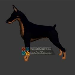 德国杜宾犬 Max模型