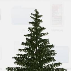 松树 圣诞树3D模型