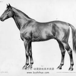 马的解剖学结构 Horse anatomy by Herman Dittrich 百度网盘分享 23P