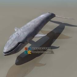 超写实鲸鱼 3DS模型