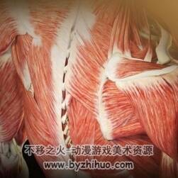 Muscle Premium 3D人體肌肉軟件 肌肉運動舒張動作參考軟件