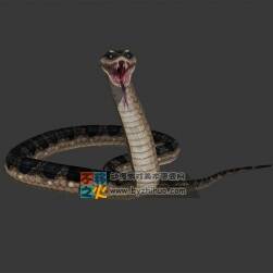 蟒蛇 Max模型