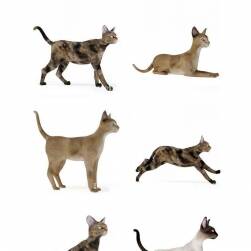 Cats 写实猫3D模型合集下载