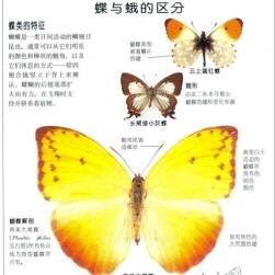 自然百科参考图鉴 中文版共29套 PDF格式 多网盘下载