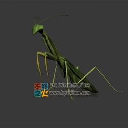 写实小螳螂一只 3D模型