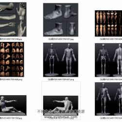 人体结构骨骼肌肉参考合集 44P