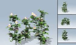 Dog Rose Package 1.0