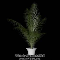凤尾竹 C4D植物盆栽3D模型下载