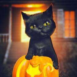 DAZ Moshi The Kitten 3D貓科模型 百度網(wǎng)盤分享