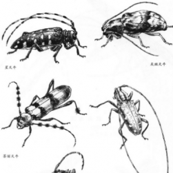 生物图典 昆虫图谱 PDF格式 百度网盘下载