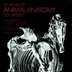 藝用動物解剖圖譜